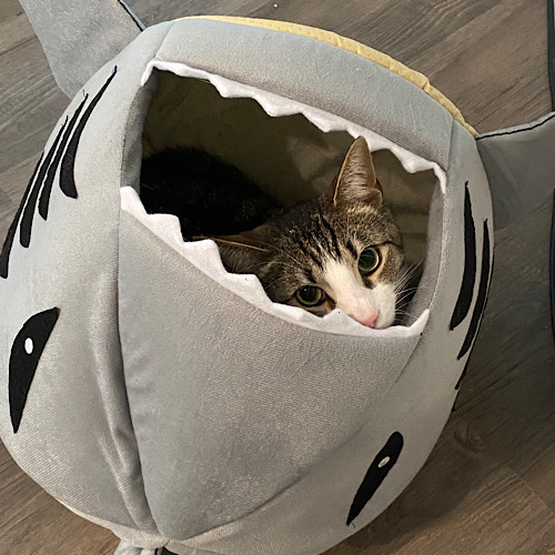 60be62b91639b 2726745B 163A 4ED3 A885 529E14668055