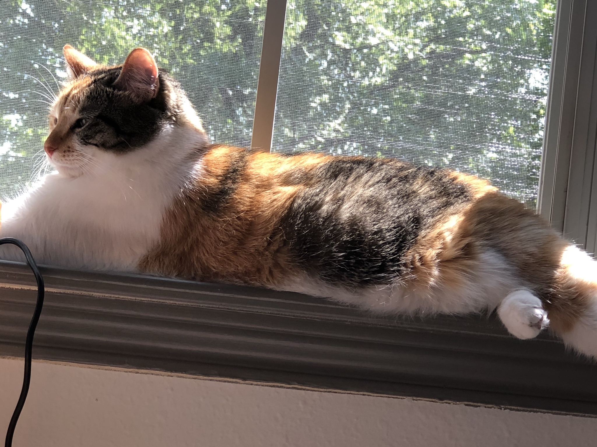 614a049f3a846 EA4C2880 C1C2 4328 B812 6B00751D5AEF