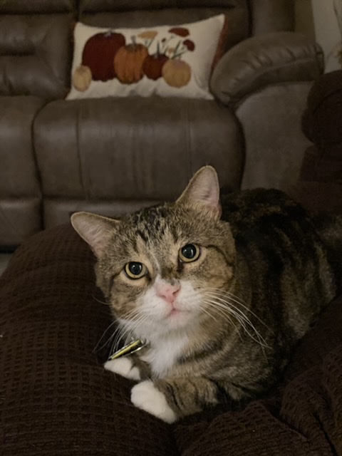 616cbc0d2a1ca 06C234AF 91DE 4D3A 805C 2863267D3293 1