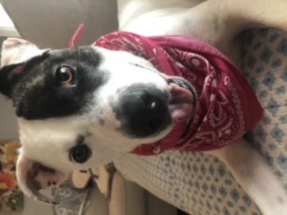 616d610553757 FBC528AF D39B 46D9 959E D44B47F4A8CB