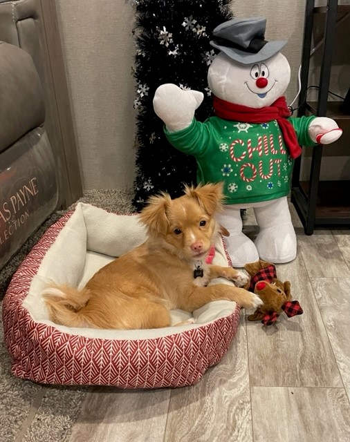 61dc667c43379 Bear 4