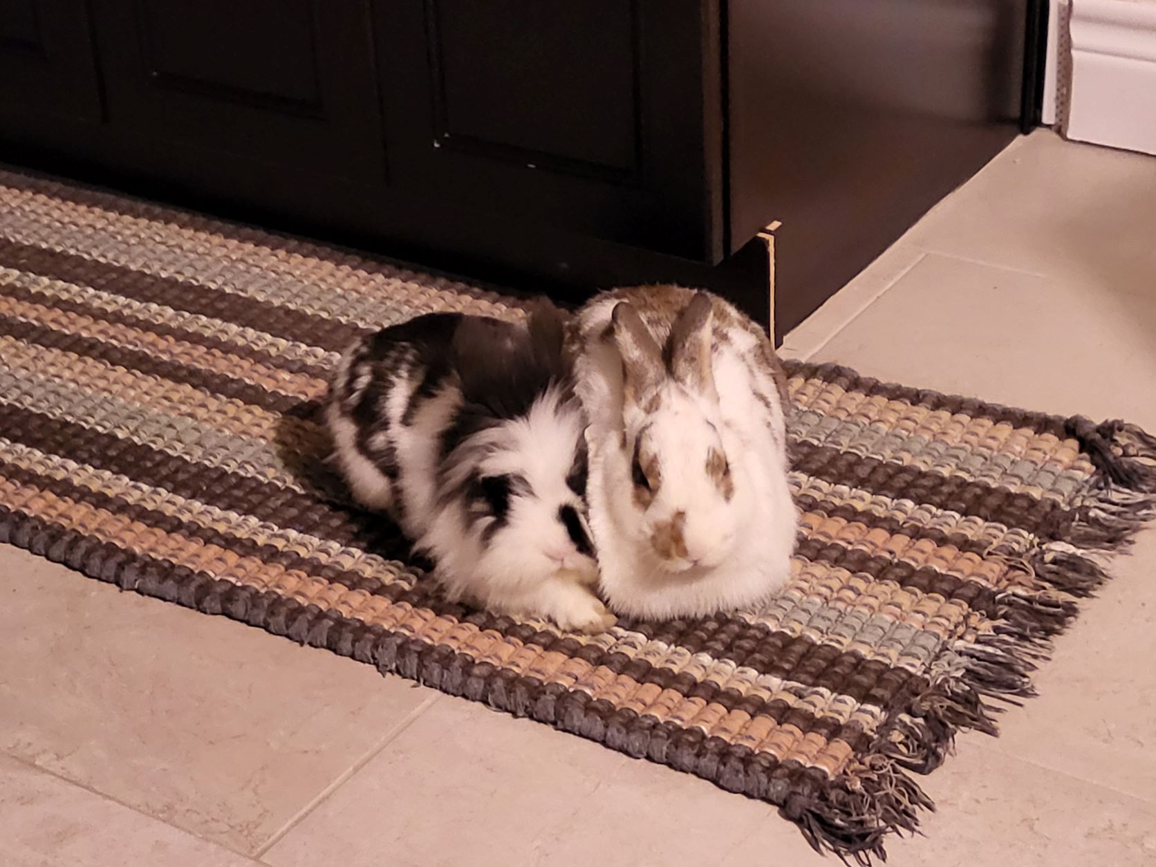 61dc8531816ac bunnies