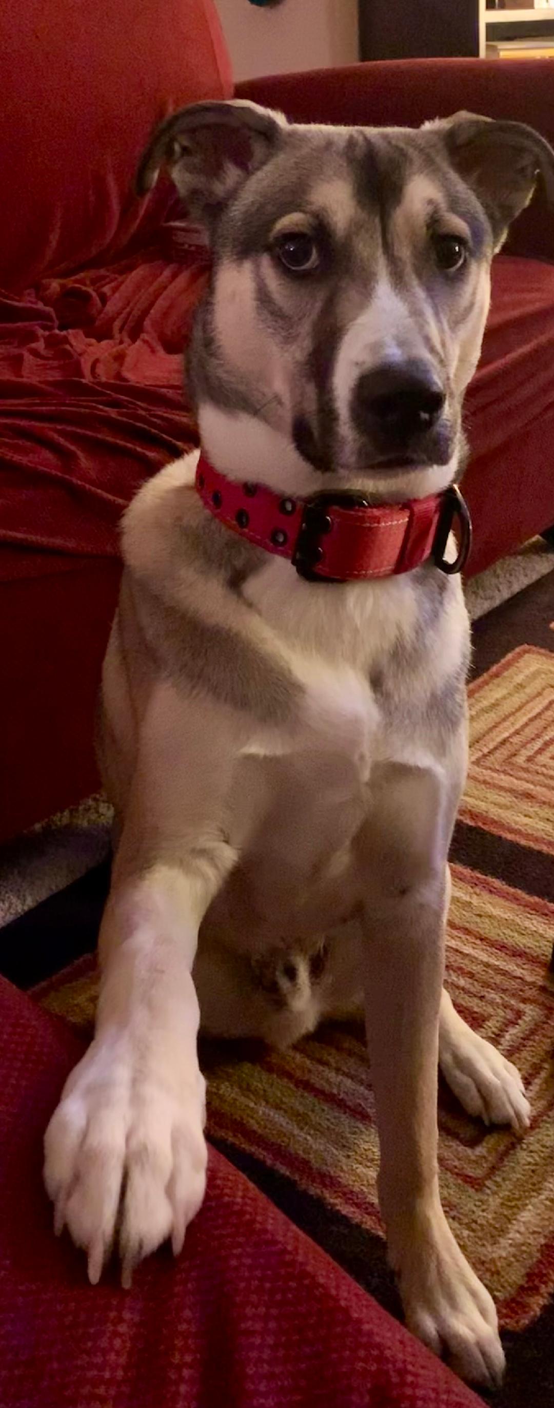 621eb0dcbd8f9 Draco 1