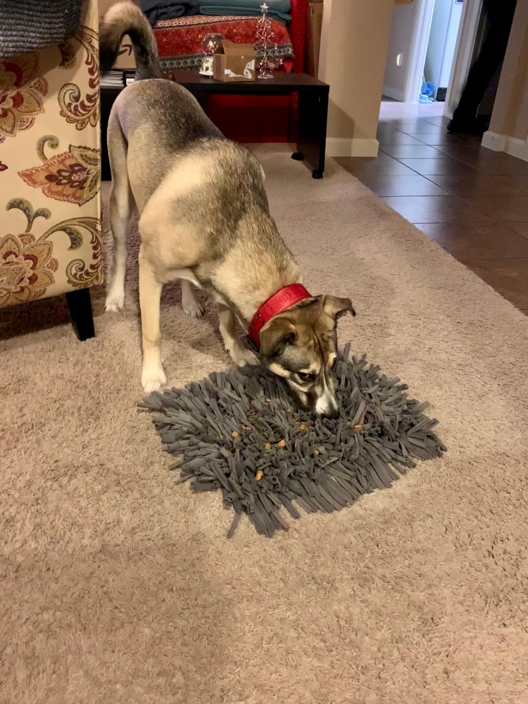 621eb0dcc660b Draco Foraging