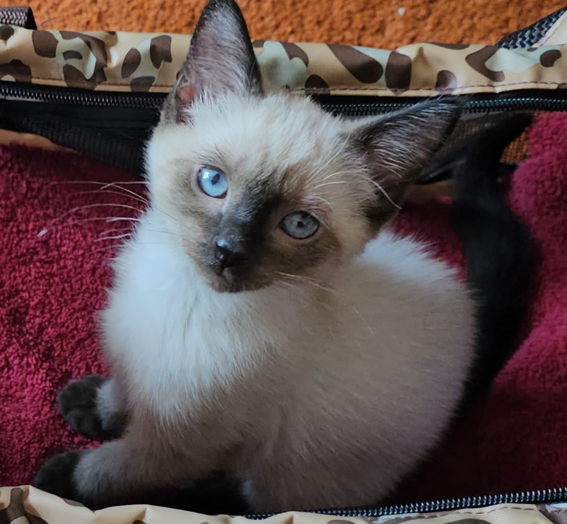 68fab25da011e mochi 1