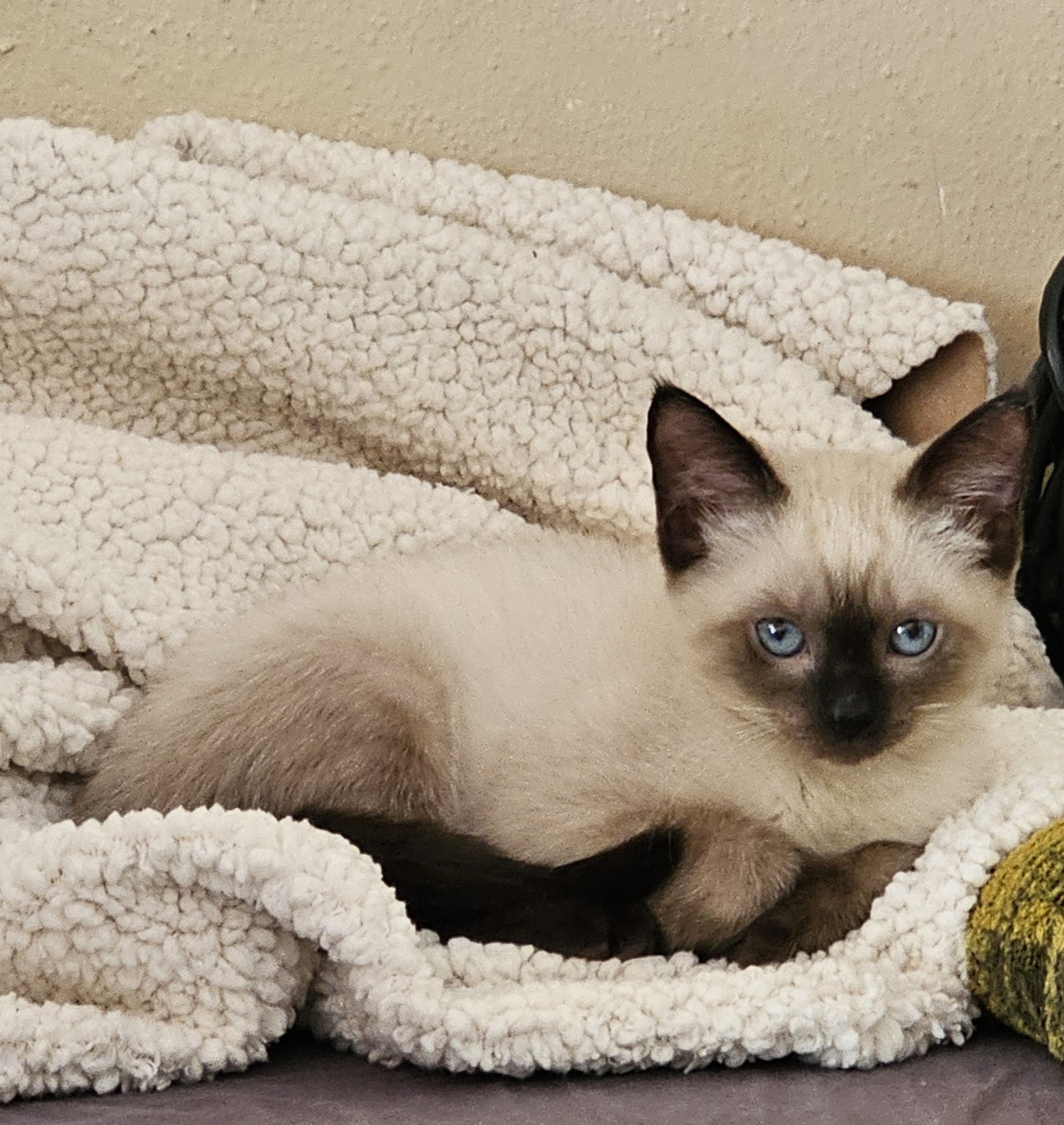 68fab25dd9b58 mochi 2