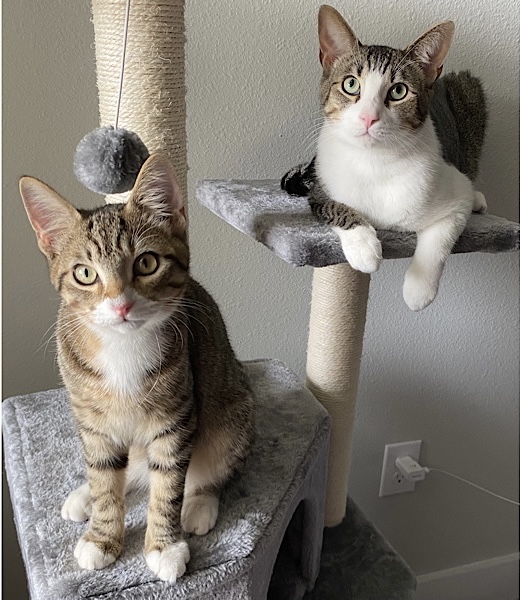 6182e9e75e3bf C6AAEE3E 0426 4E7A 9DA8 826F423FE1FC