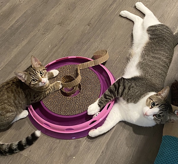 6182e9e760295 AEB4C293 2AD6 4D57 B555 26C7E13BF3A5