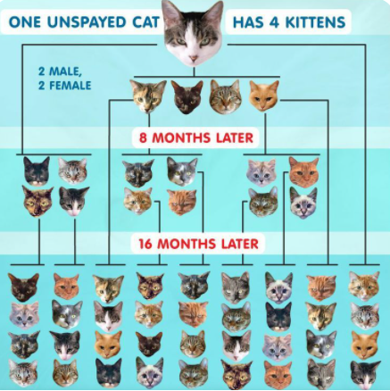cat chart