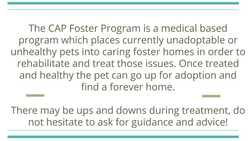 The CAP Foster Program is a medical based program which places currently unadoptable or unhealthy pets into caring foster homes in order to rehabilitate and treat those issues. Once treated and healthy the pet can go up for adoption and find a forever home. There may be ups and downs during treatment, do not hesitate to ask for guidance and advice!